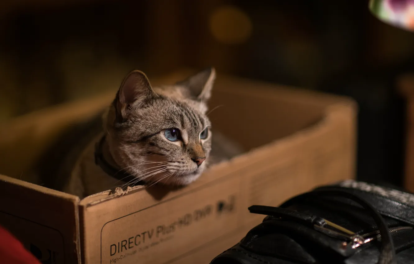 Photo wallpaper cat, cat, box, muzzle