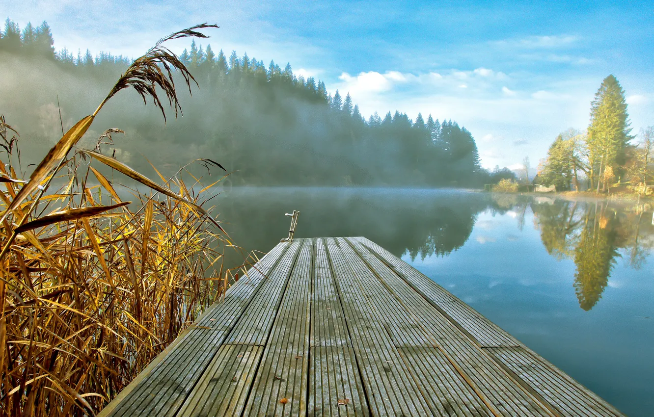 Photo wallpaper forest, fog, lake, reed