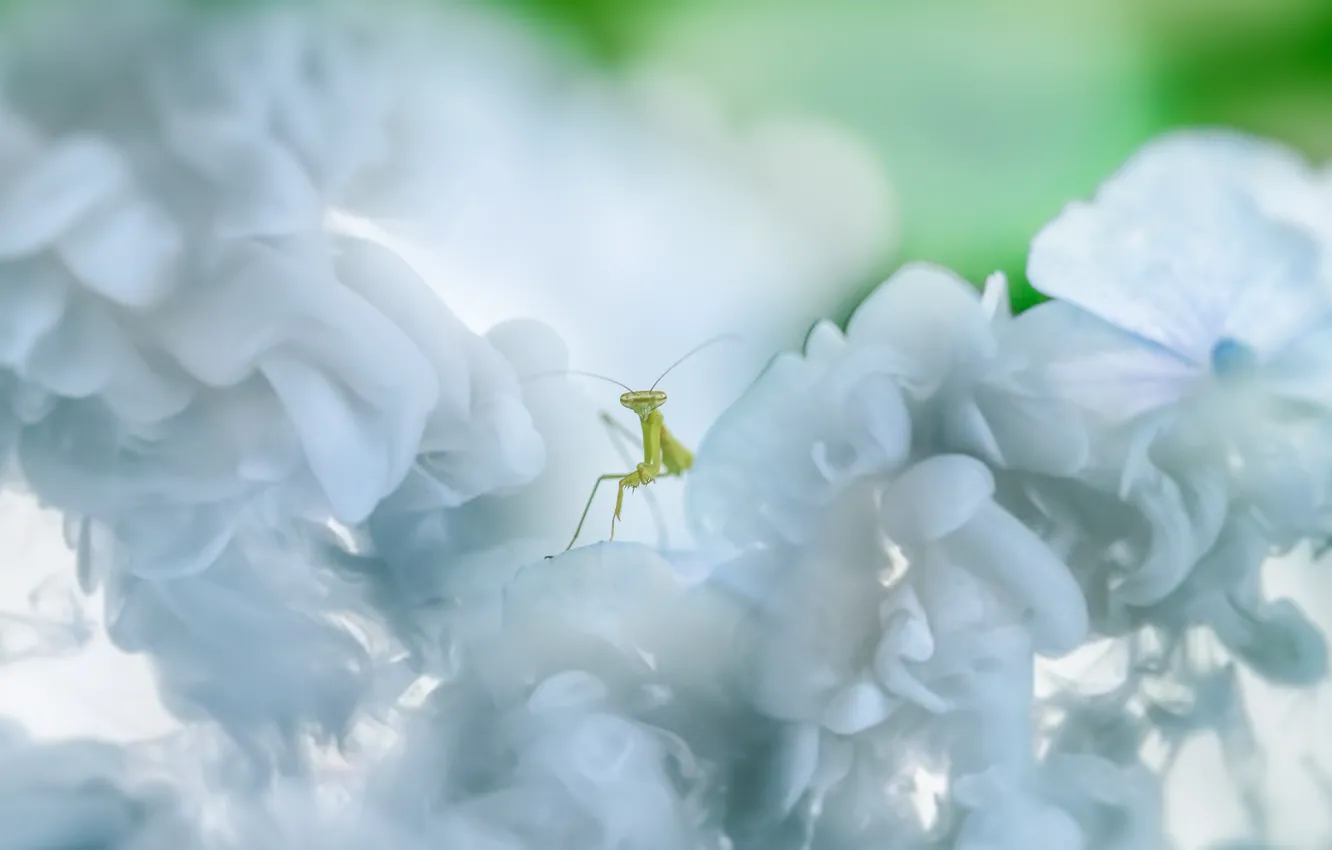 Photo wallpaper macro, flowers, green, background, light, blur, mantis, insect
