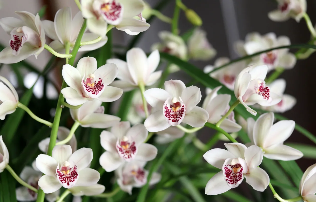 Photo wallpaper white, orchids, exotic