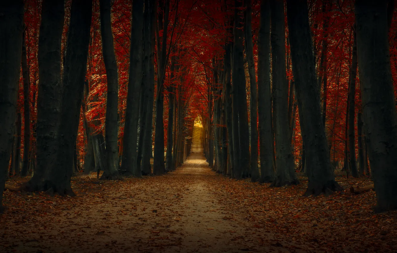 Photo wallpaper autumn, trees, track