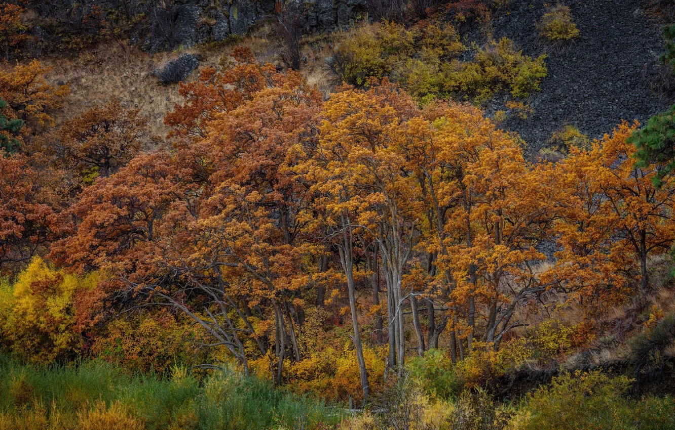 Photo wallpaper autumn, forest, autumn forest