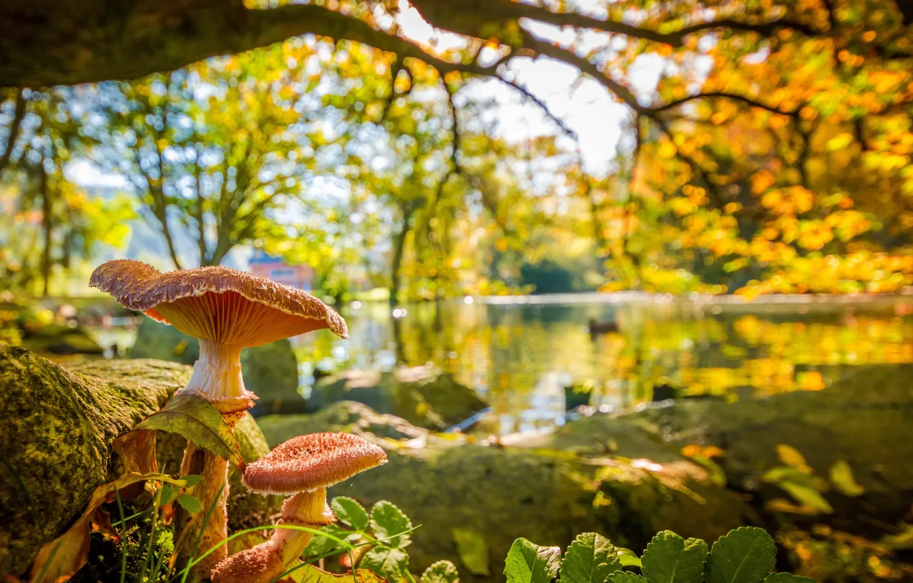 Photo wallpaper autumn, leaves, trees, branches, nature, pond, Park, mushrooms