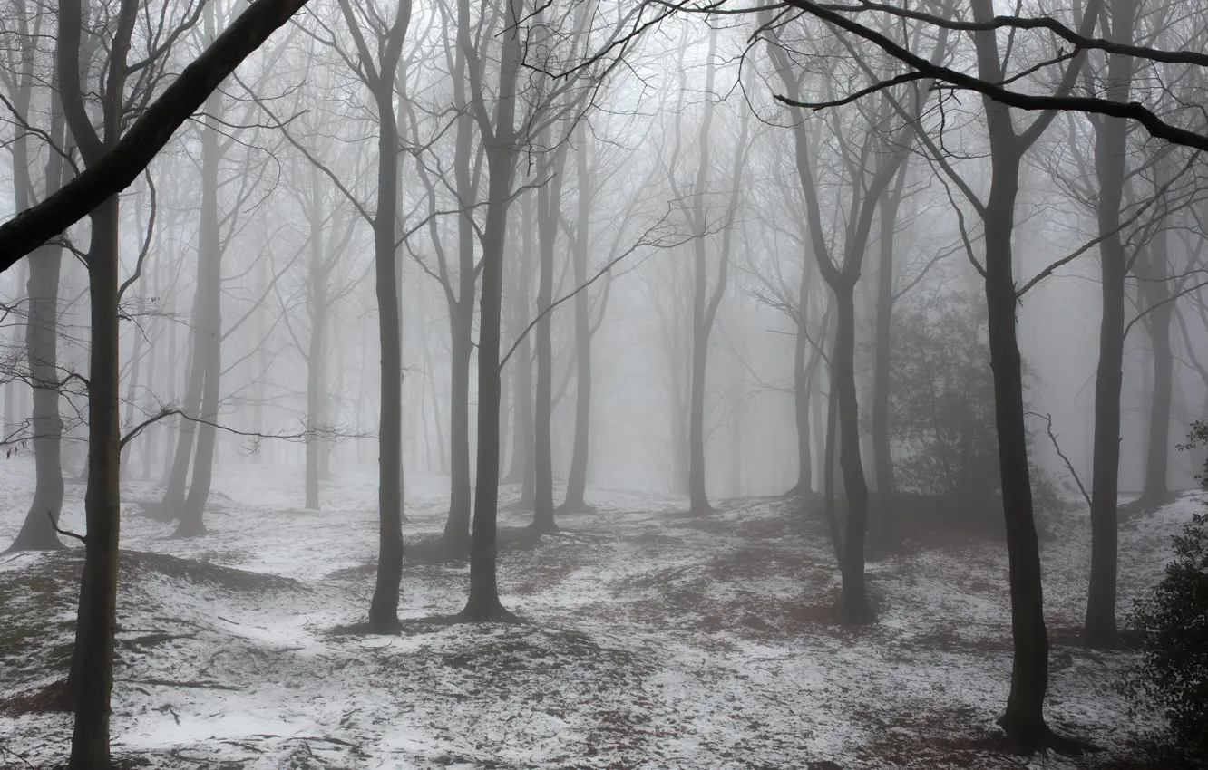 Photo wallpaper winter, forest, snow, trees, nature, fog, UK