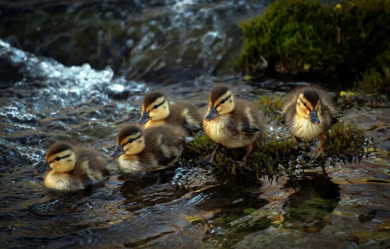 Photo wallpaper birds, river, duck