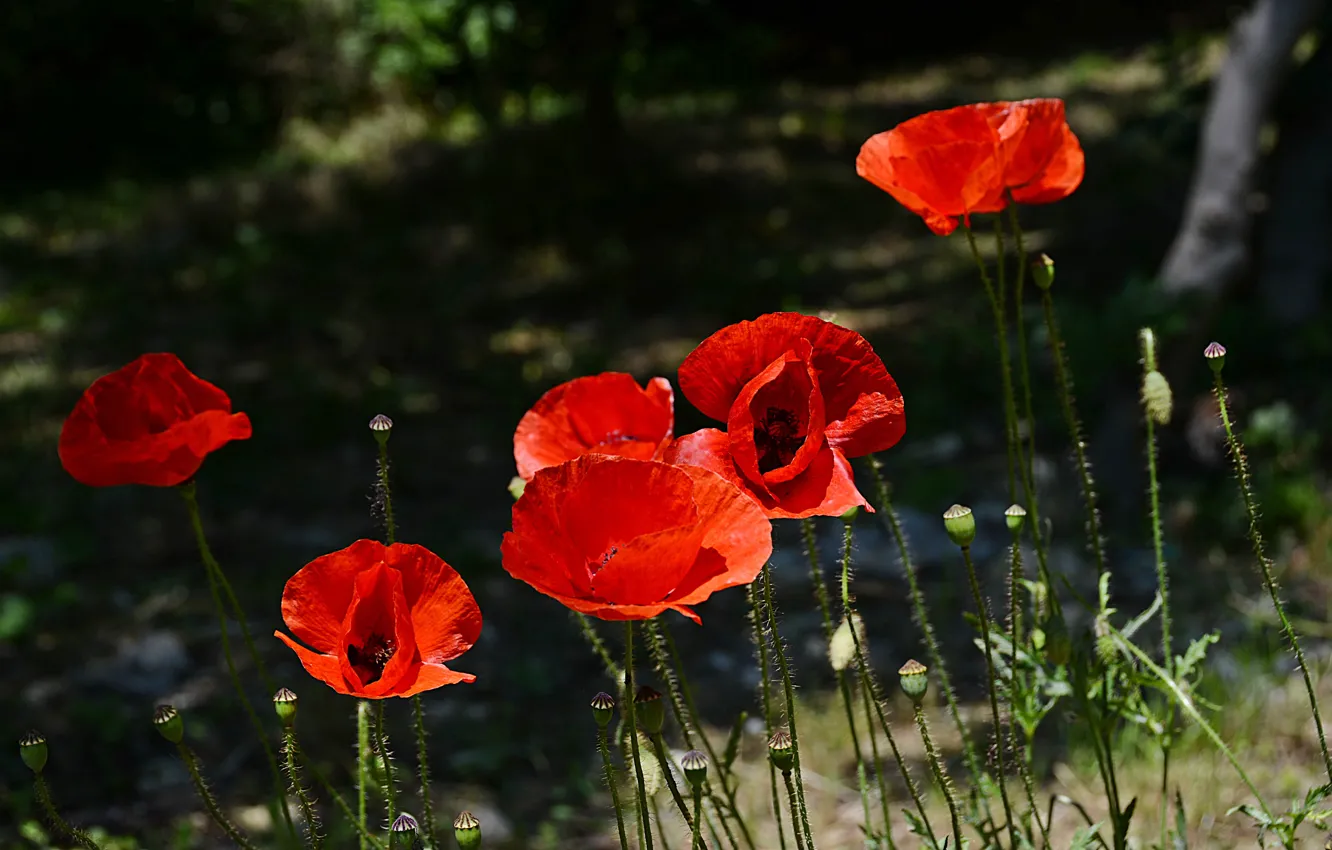 Photo wallpaper Spring, Spring, Red Poppies, Red poppies