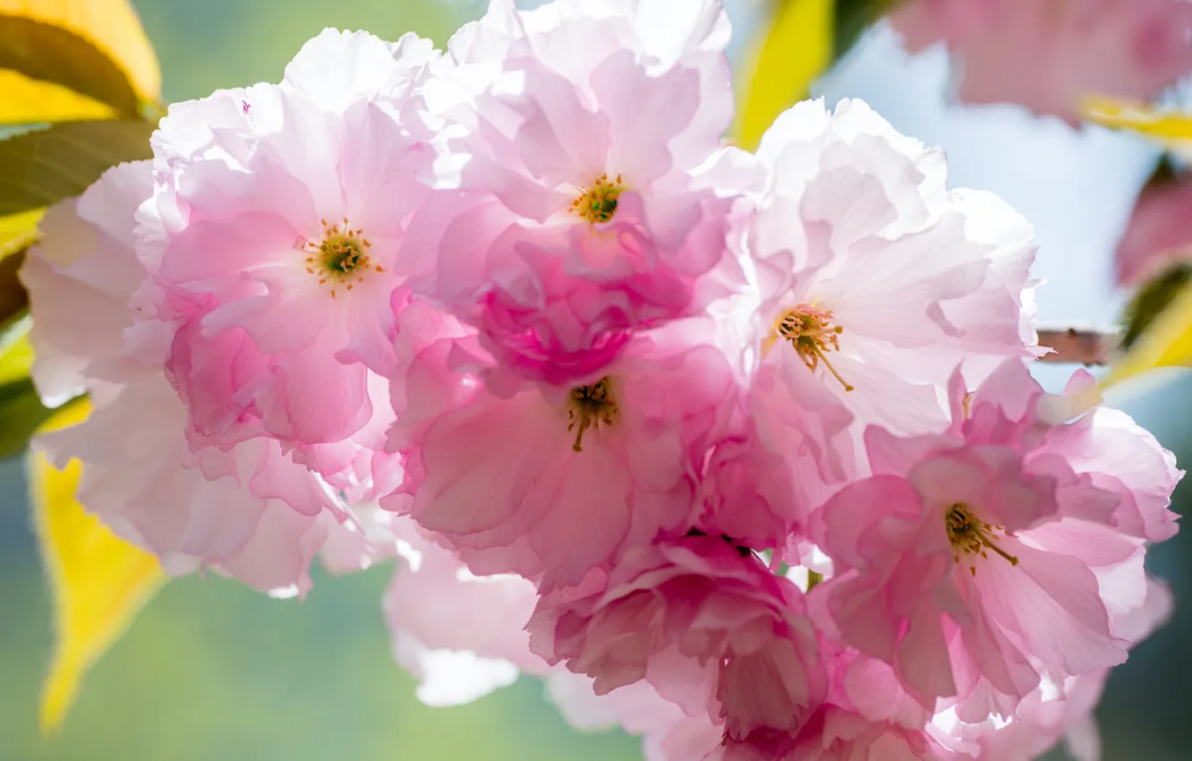 Photo wallpaper leaves, macro, light, flowers, branches, spring, garden, gentle