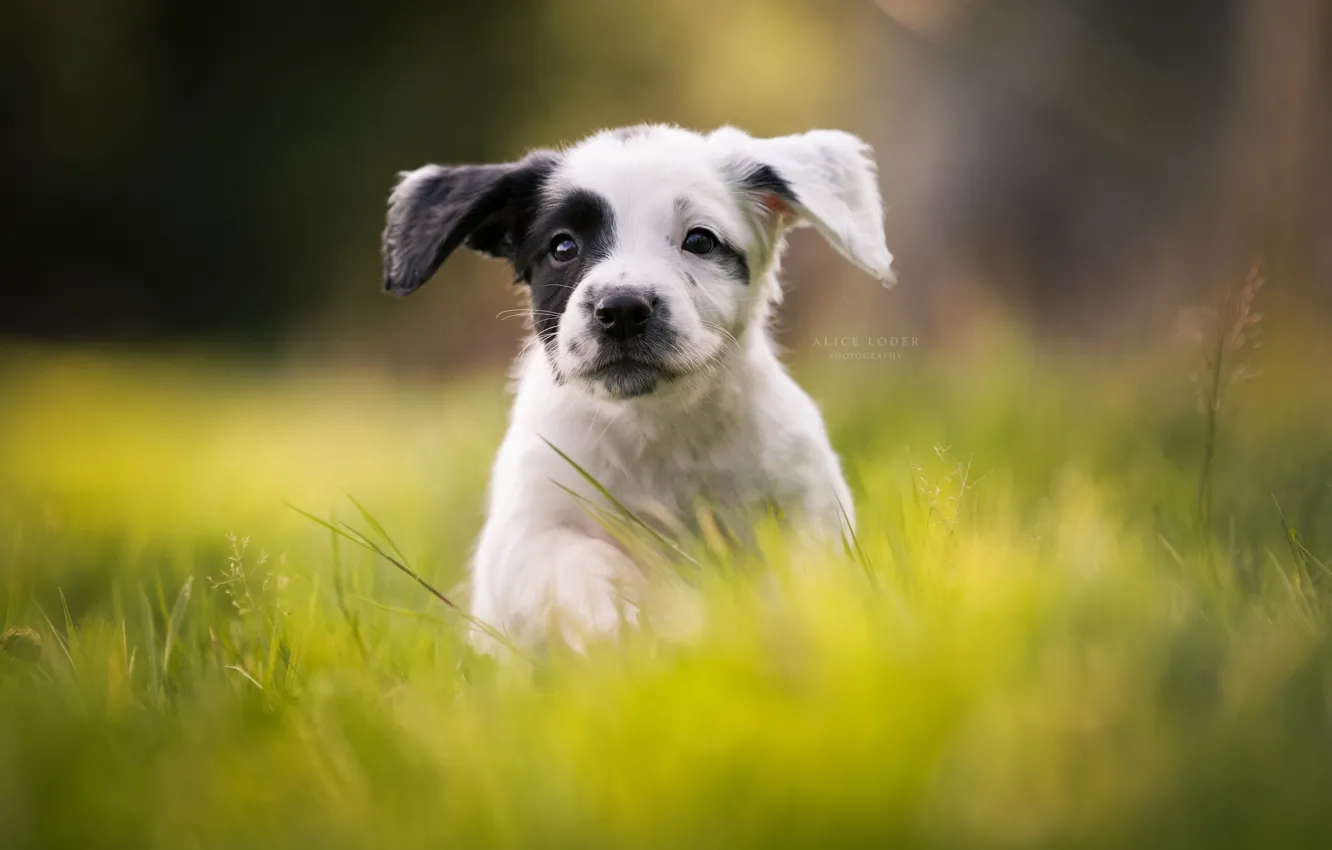 Photo wallpaper grass, puppy, walk, ears, bokeh, doggie, Cocker Spaniel