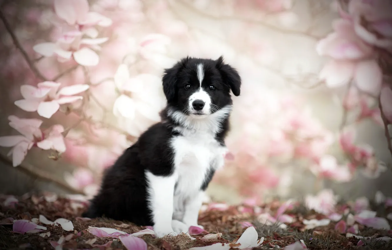 Photo wallpaper nature, dog, spring, puppy