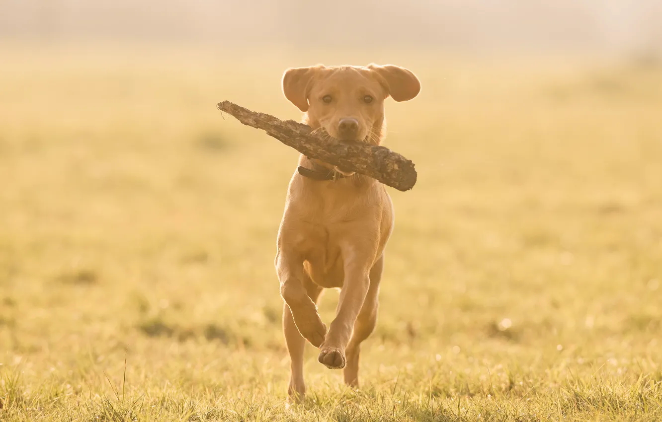 Photo wallpaper look, each, dog, running, stick