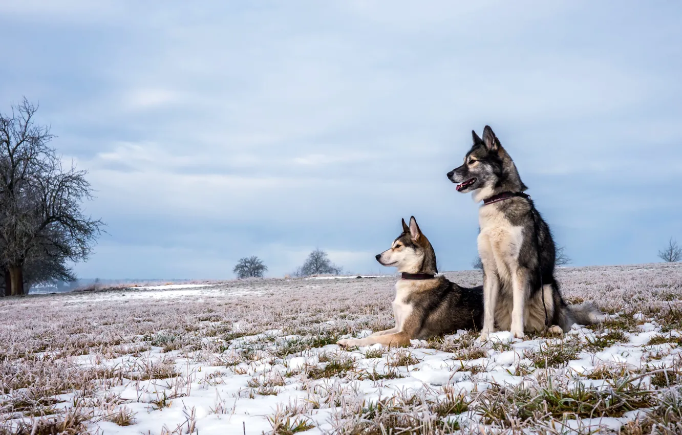 Photo wallpaper field, autumn, dogs, snow
