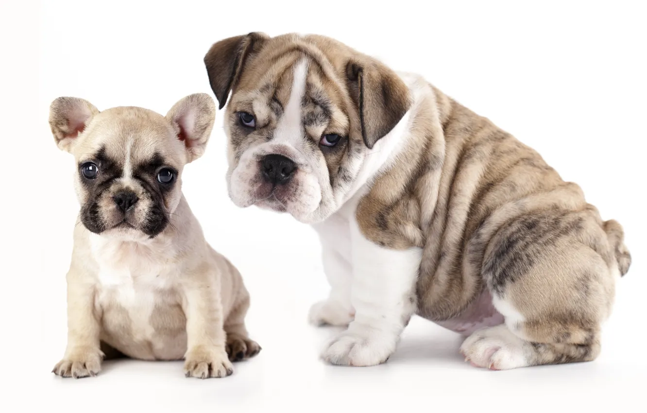 Photo wallpaper dog, puppy, bulldog, French bulldog, English bulldog