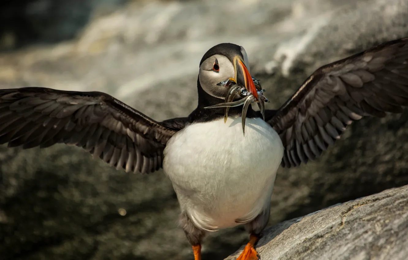 Photo wallpaper nature, background, bird, wings, fish, stalled, mining, Atlantic puffin