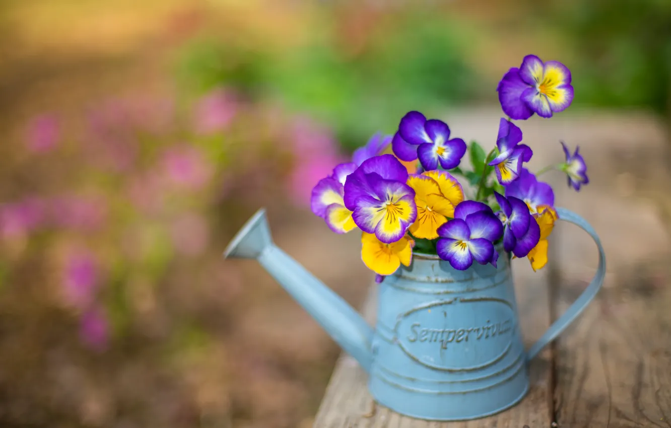 Photo wallpaper flowers, lake, Pansy
