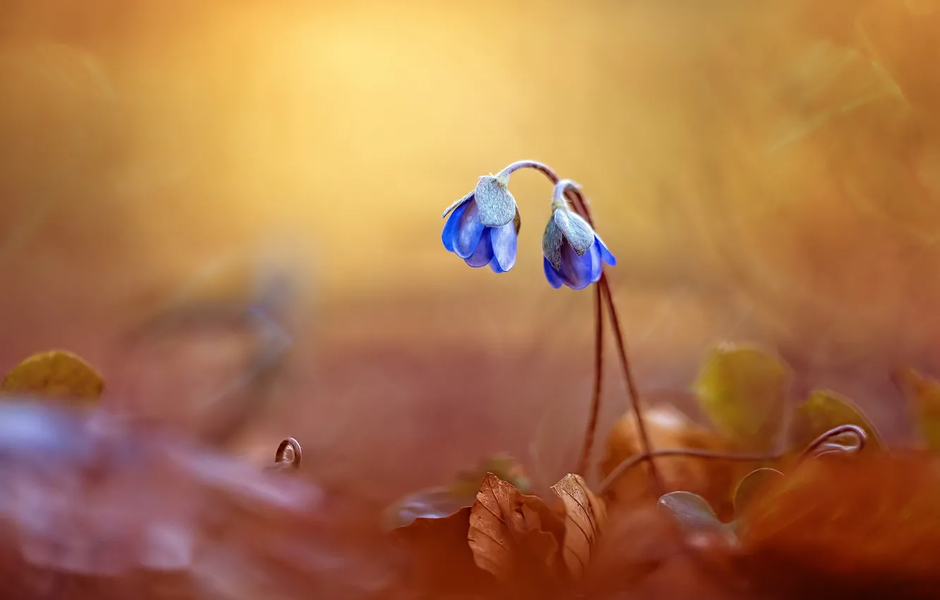 Photo wallpaper flowers, spring, violet