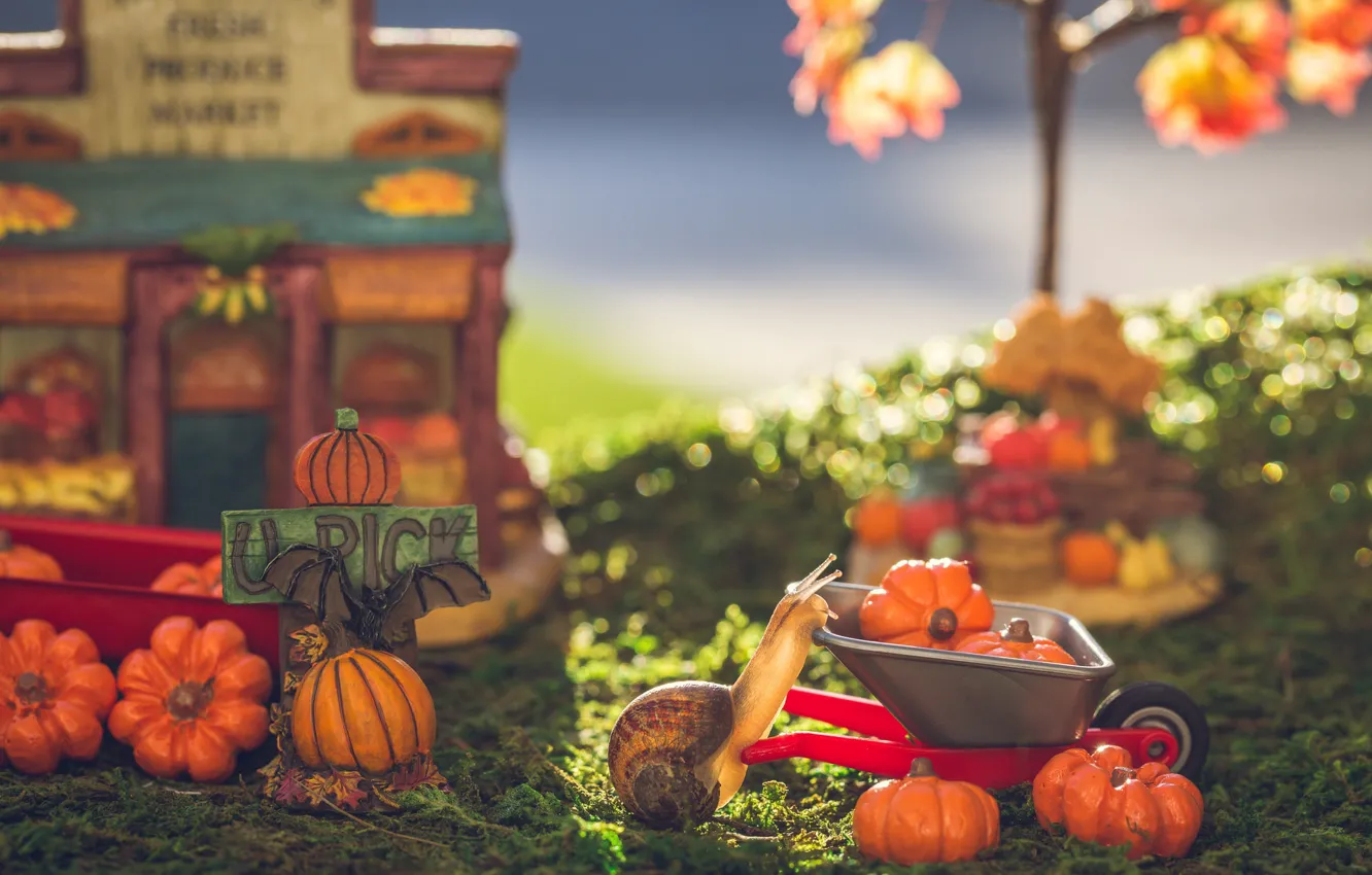 Photo wallpaper autumn, macro, toys, snail, garden, harvest, pumpkin, truck