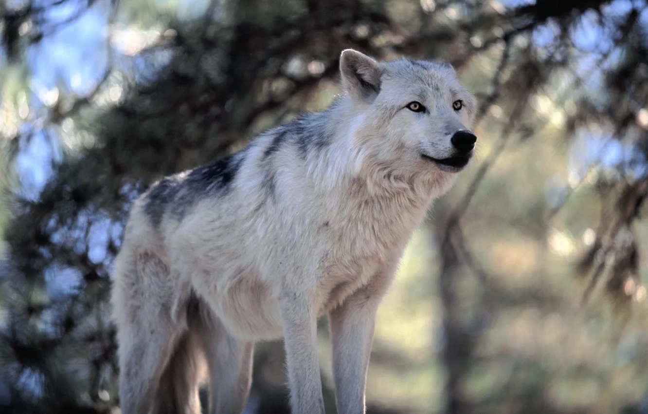 Photo wallpaper grass, forest, tree, wolf