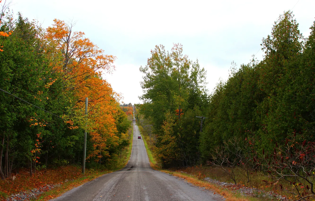 Photo wallpaper Road, Trees, Fall, Autumn, Colors, Road, Trees