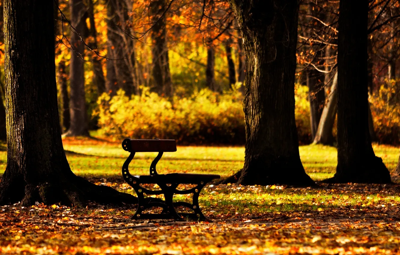 Photo wallpaper autumn, leaves, trees, bench, background, tree, Wallpaper, mood