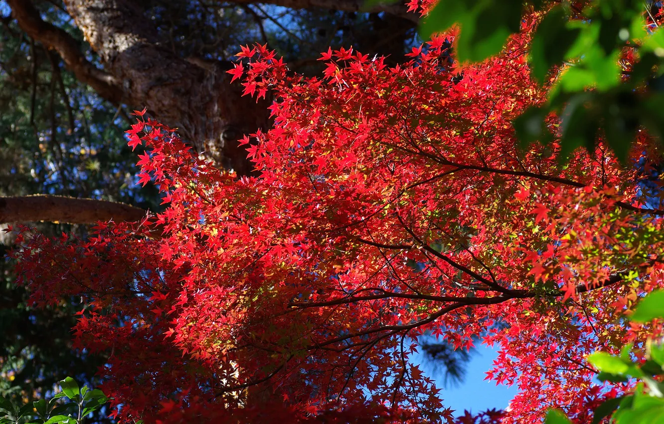 Photo wallpaper leaves, trees, branches, nature