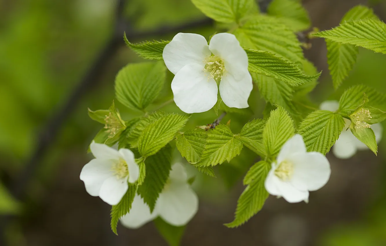 Photo wallpaper flowers, branch, white, leaves, shrub, logotipos, rasovic