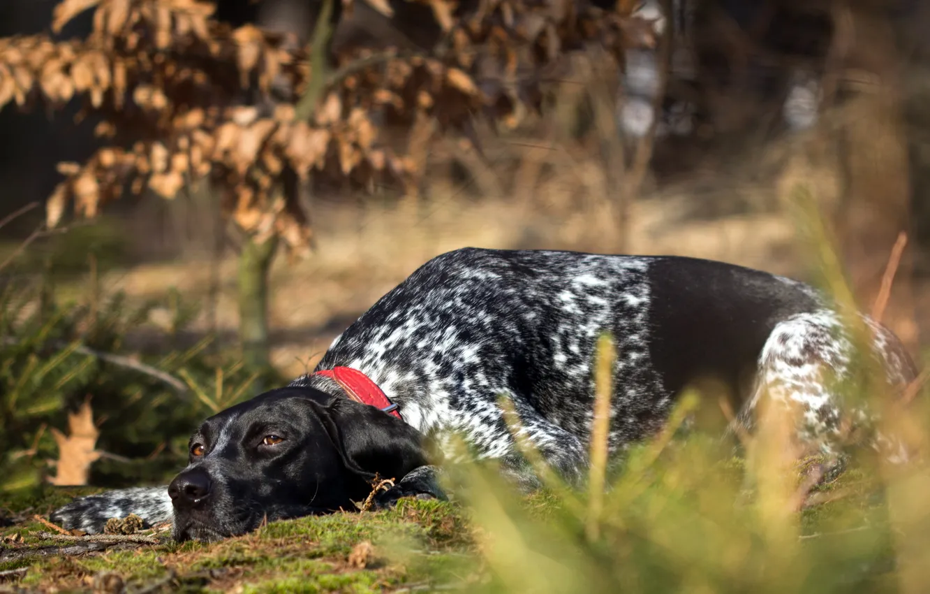 Photo wallpaper nature, each, dog