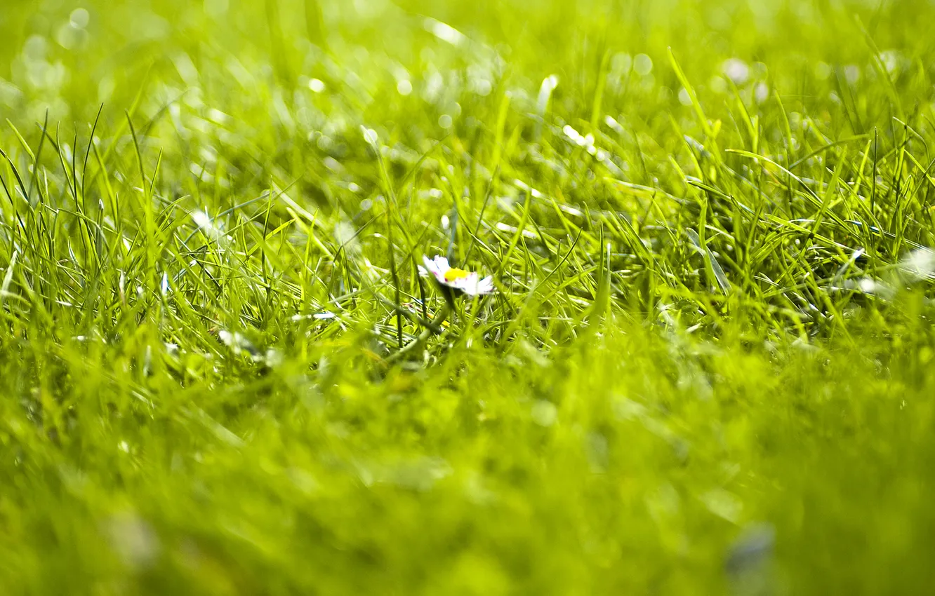 Photo wallpaper grass, focus, Daisy