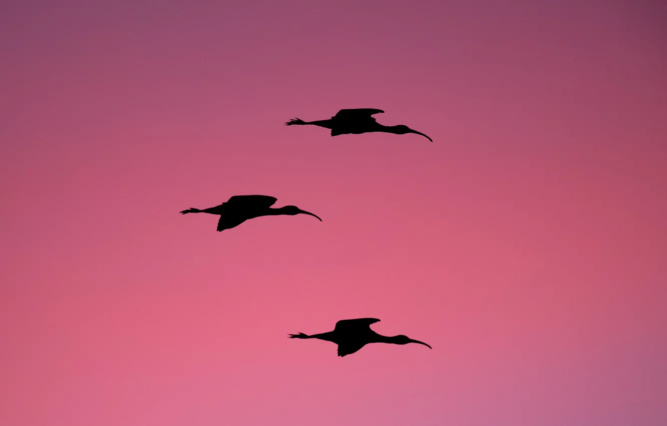 Photo wallpaper twilight, dusk, wildlife, silhouettes, ibises