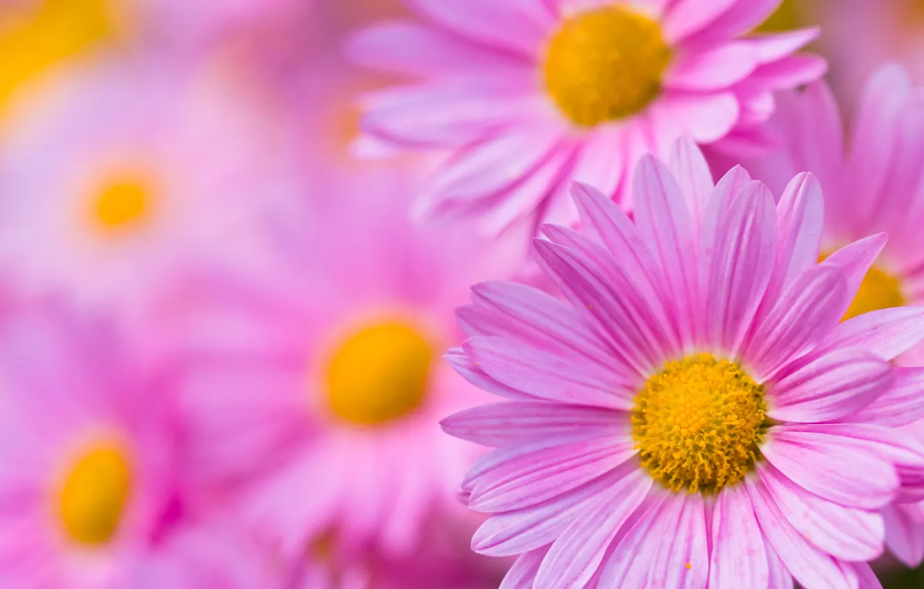 Photo wallpaper nature, petals, garden, chrysanthemum
