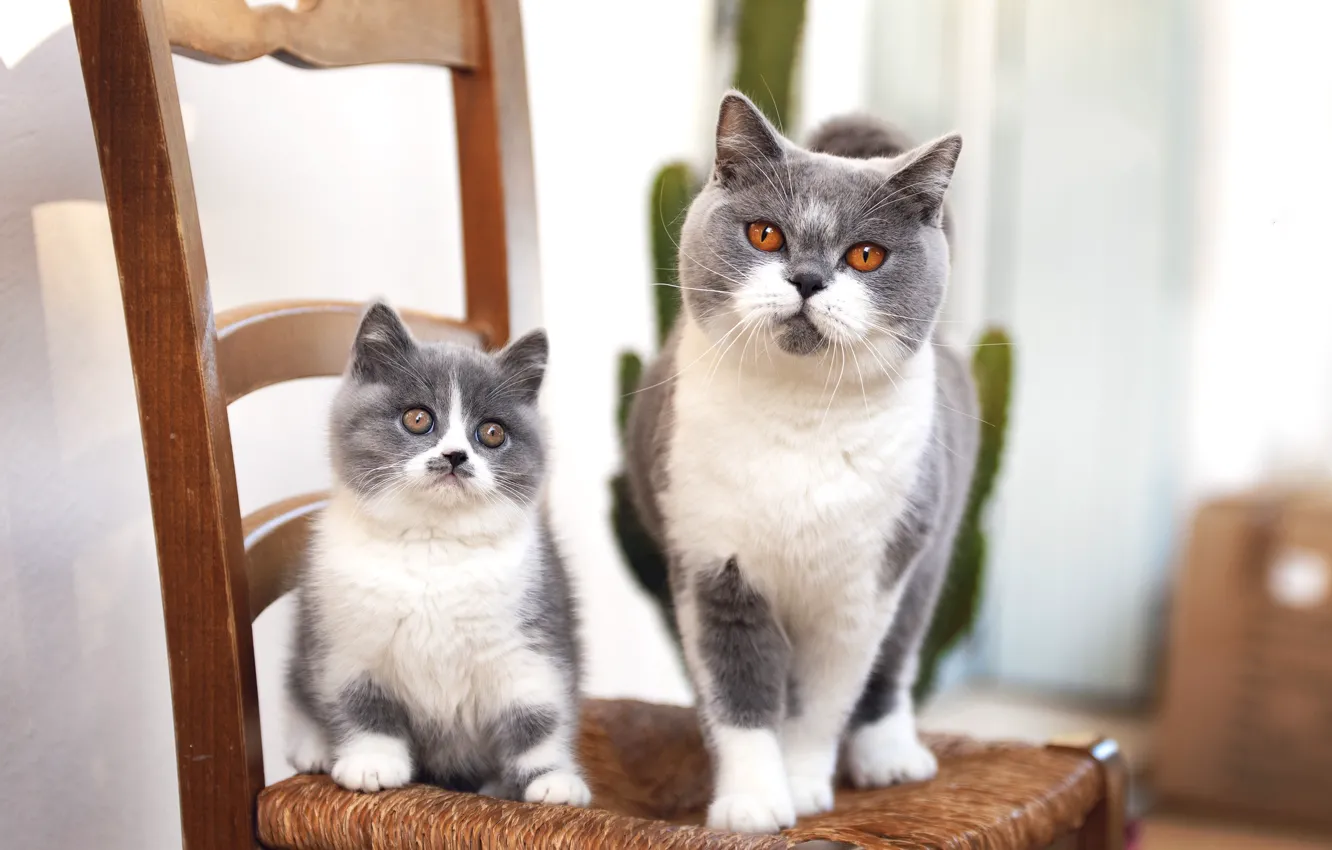 Photo wallpaper cat, cat, chair, kitty, mom