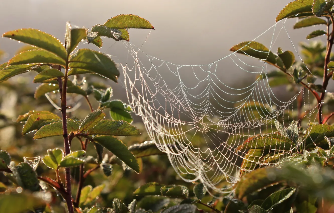 Photo wallpaper nature, web, the bushes