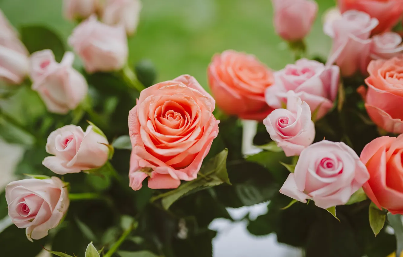 Photo wallpaper roses, beautiful flowers, light pink