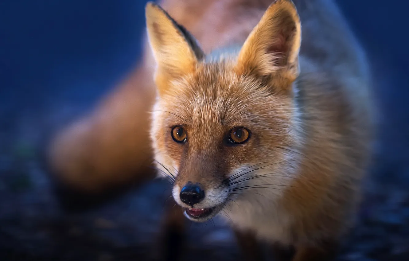 Photo wallpaper muzzle, Fox, red