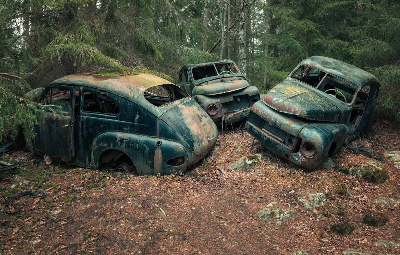 Photo wallpaper machine, forest, scrap