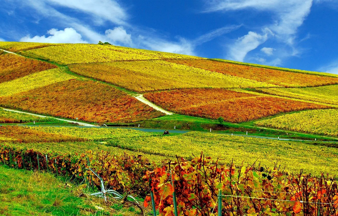 Photo wallpaper field, the sky, vineyard