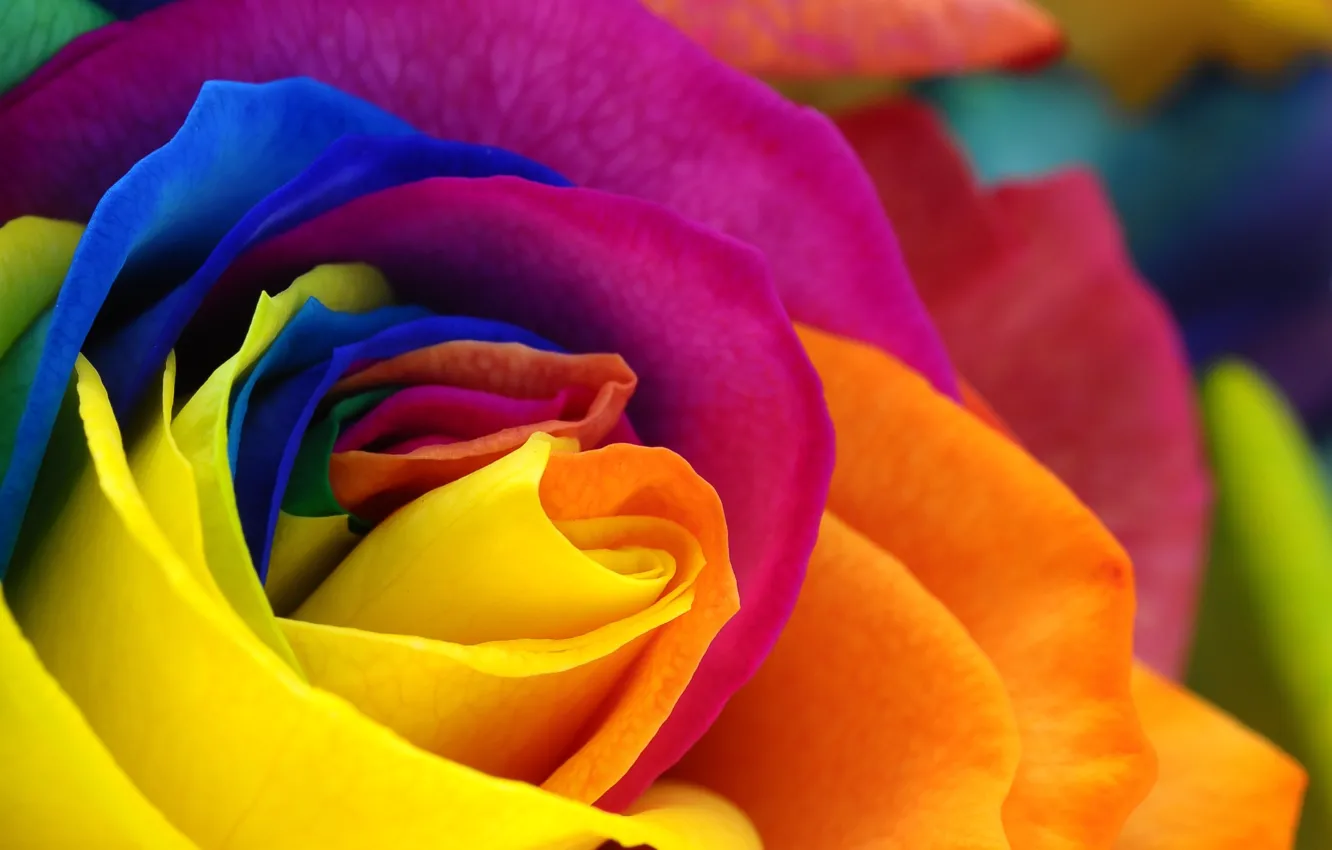 Photo wallpaper flowers, roses, rose, flower, colorful petals, colorful petals