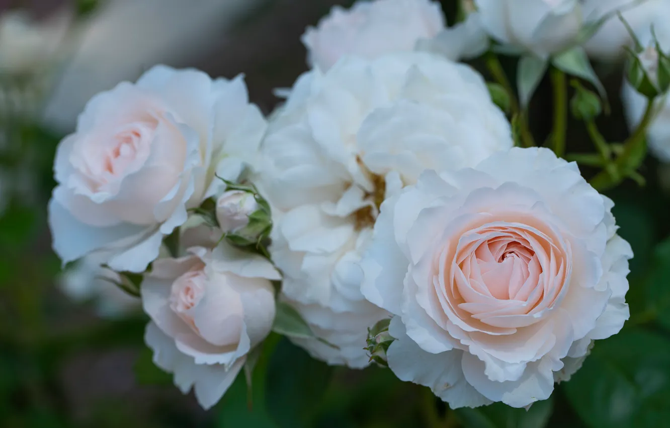 Photo wallpaper macro, tenderness, roses, petals, buds