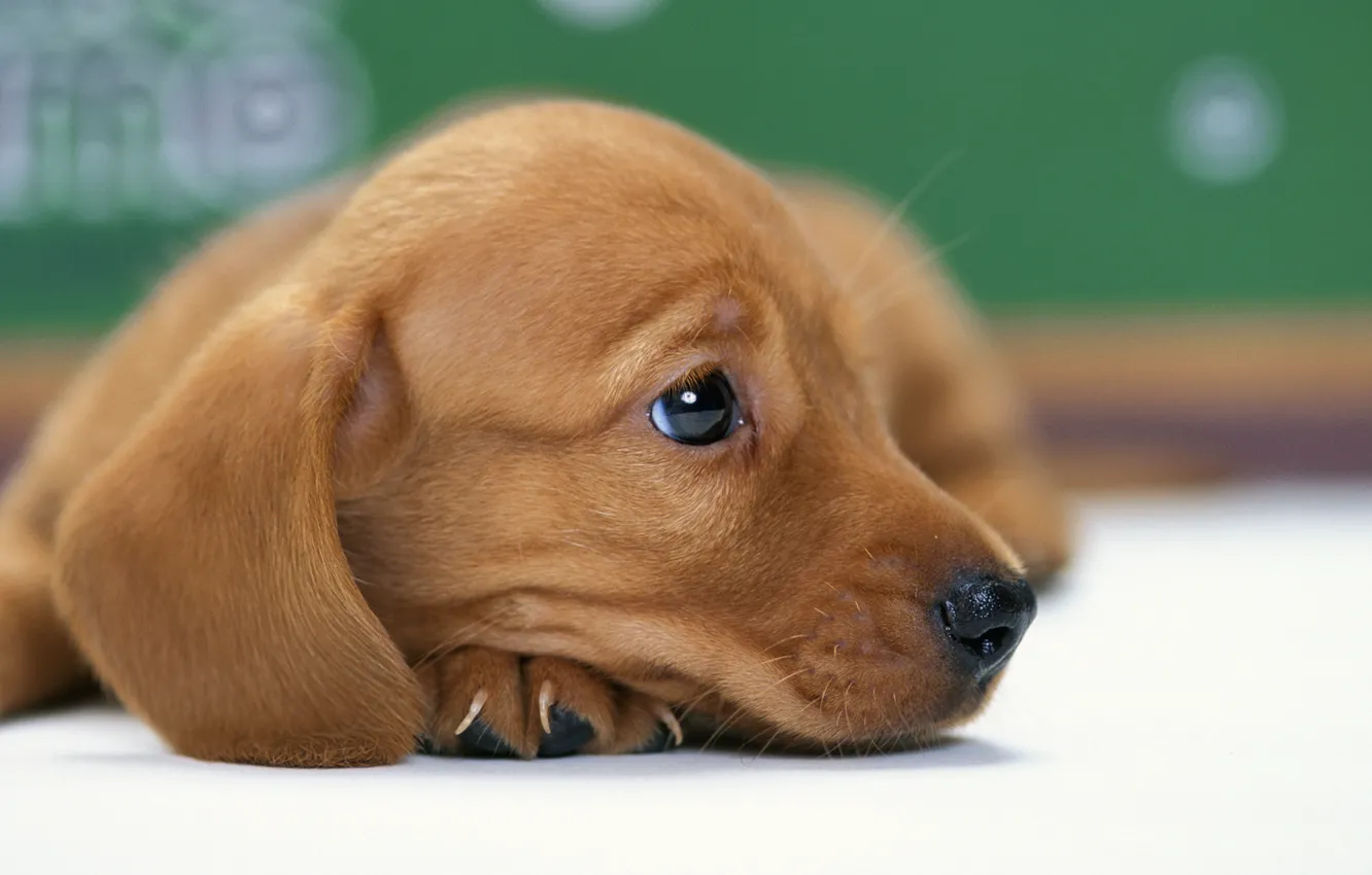 Photo wallpaper dog, puppy, Dachshund, doggie
