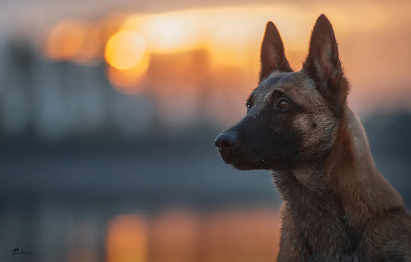 Photo wallpaper look, light, dog, bokeh, Belgian Malinois