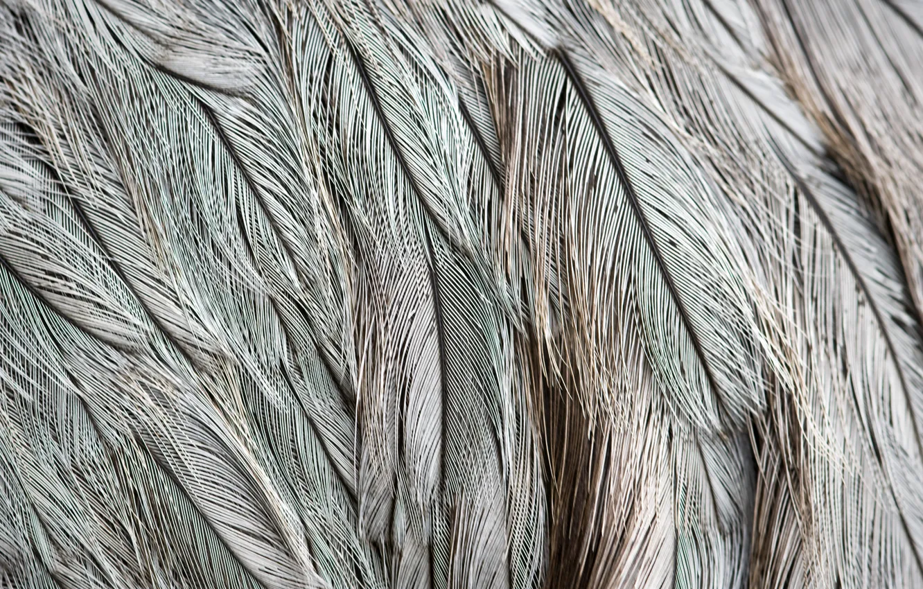 Photo wallpaper Feathers, Grey, Texture