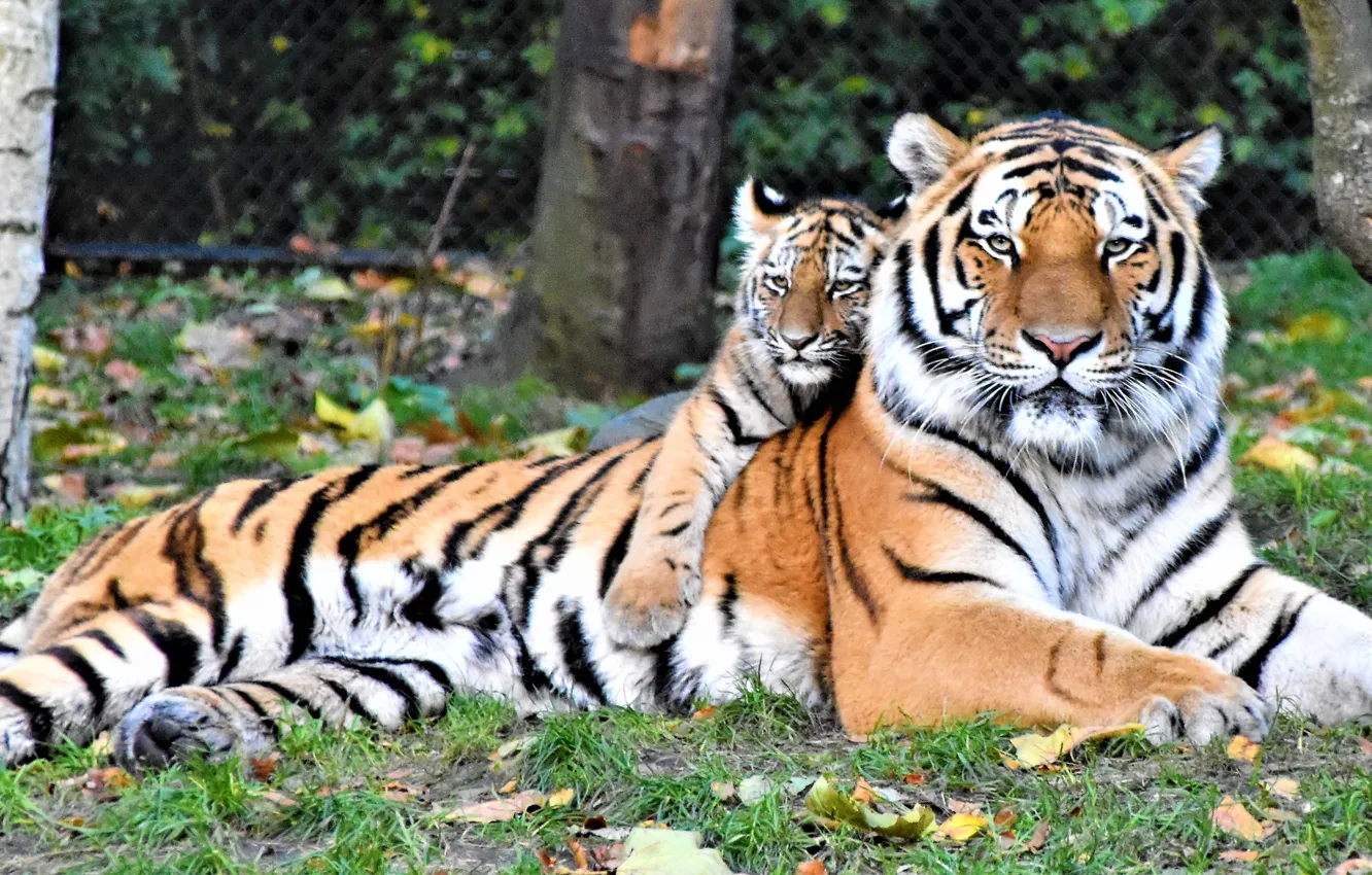 Photo wallpaper trees, tiger, Baby Tiger, Waldemar Brandt