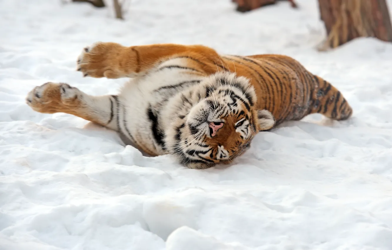 Photo wallpaper cat, snow, tiger, Amur