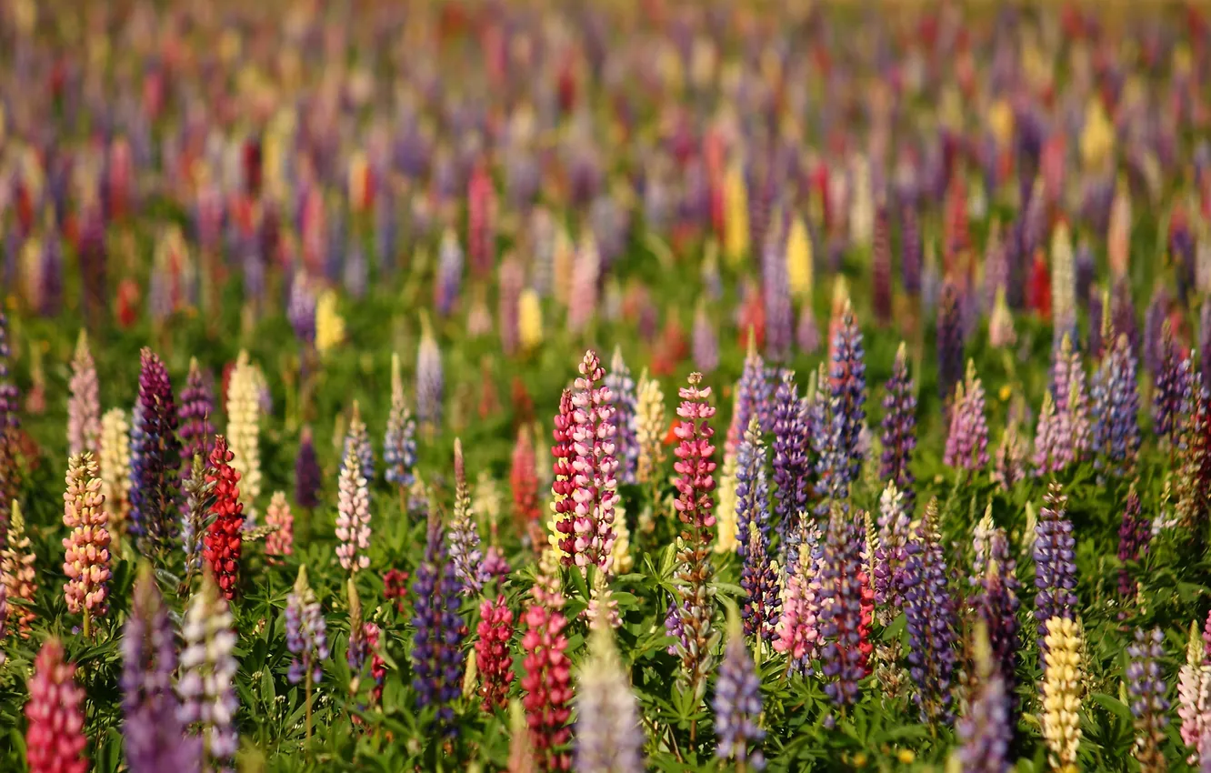 Photo wallpaper field, summer, light, flowers, blur, yellow, meadow, red