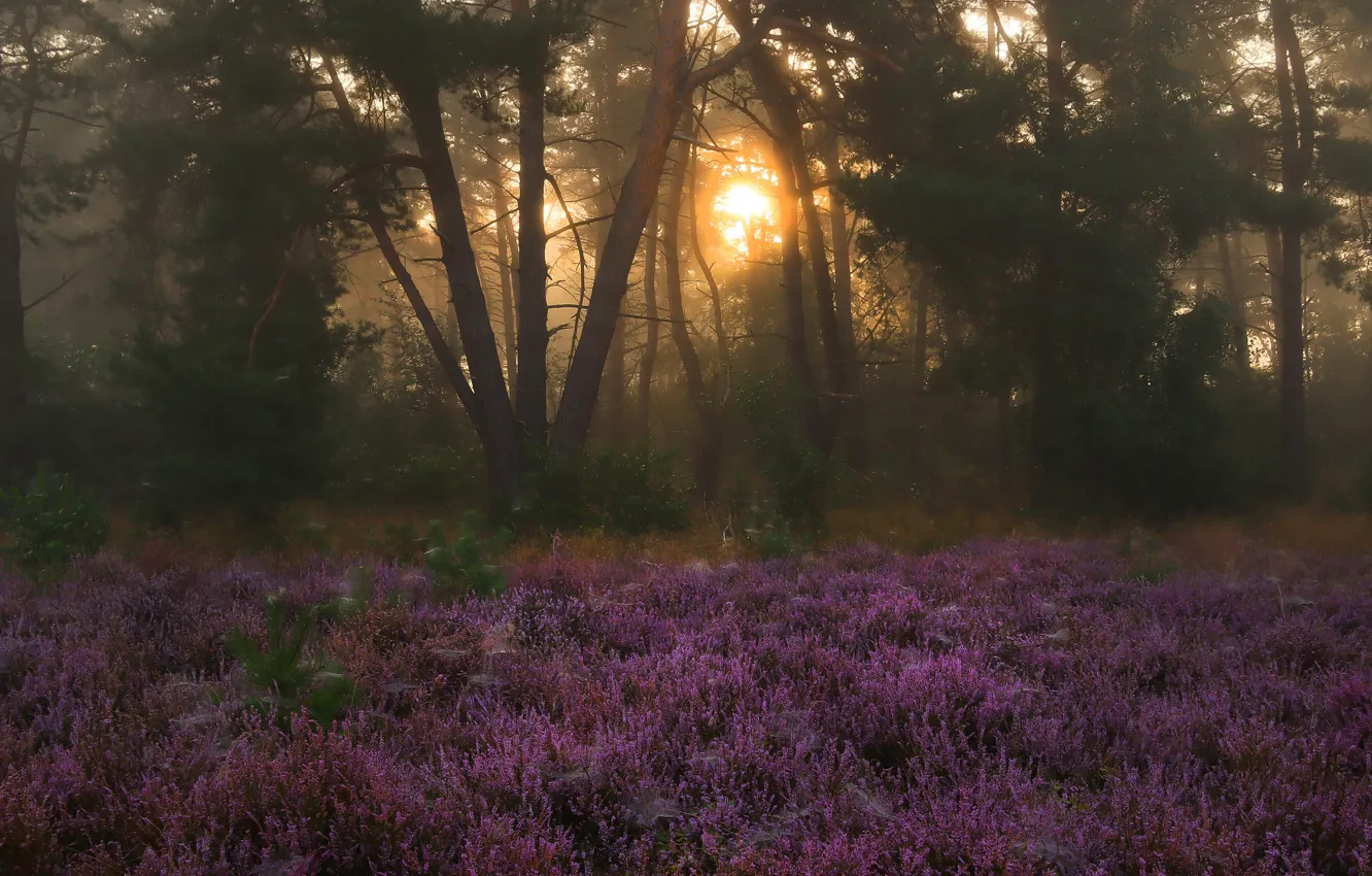 Photo wallpaper forest, the sun, light, trees, flowers, branches, fog, Park