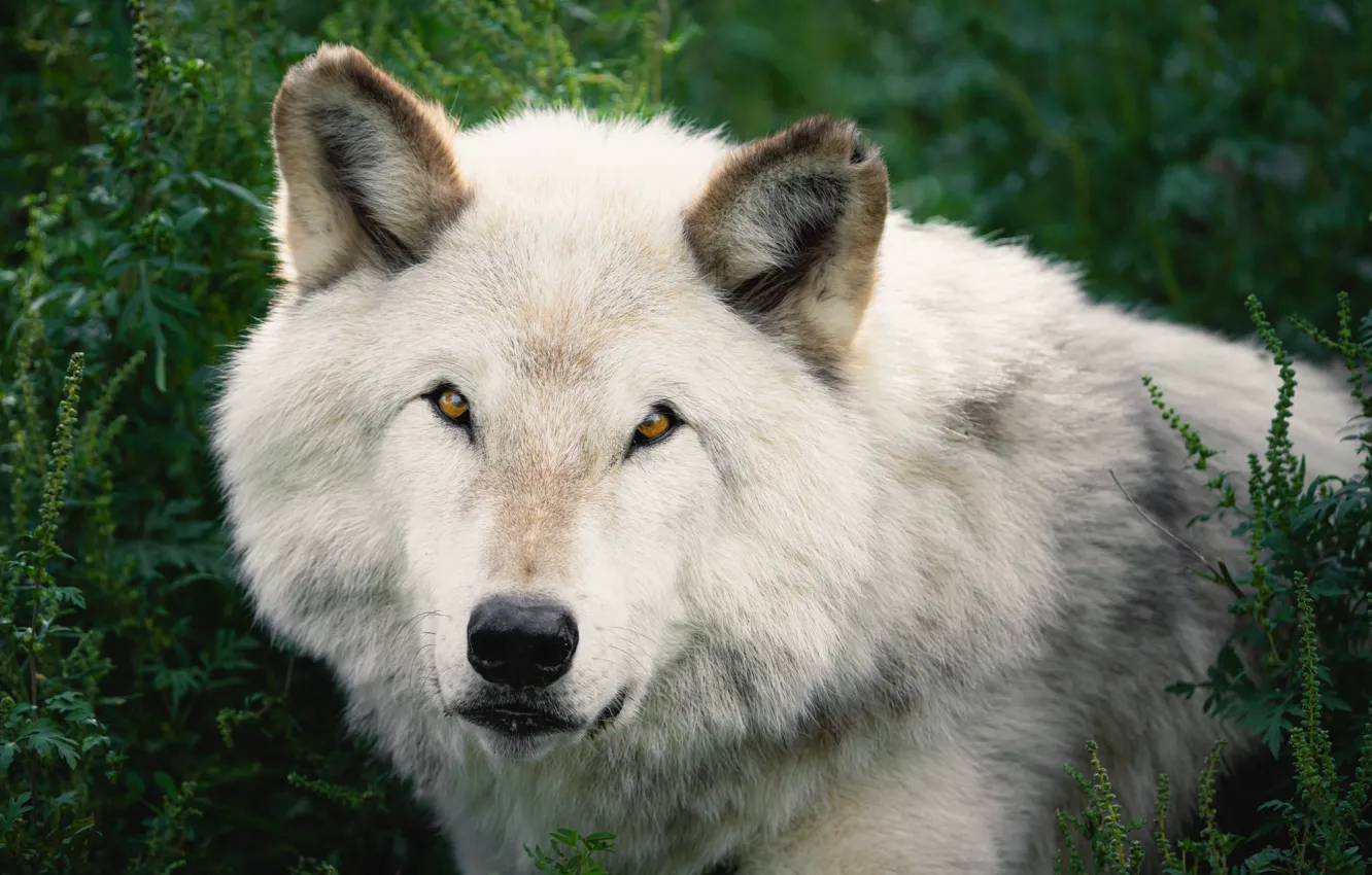 Photo wallpaper white, grass, look, face, wolf, portrait, polar