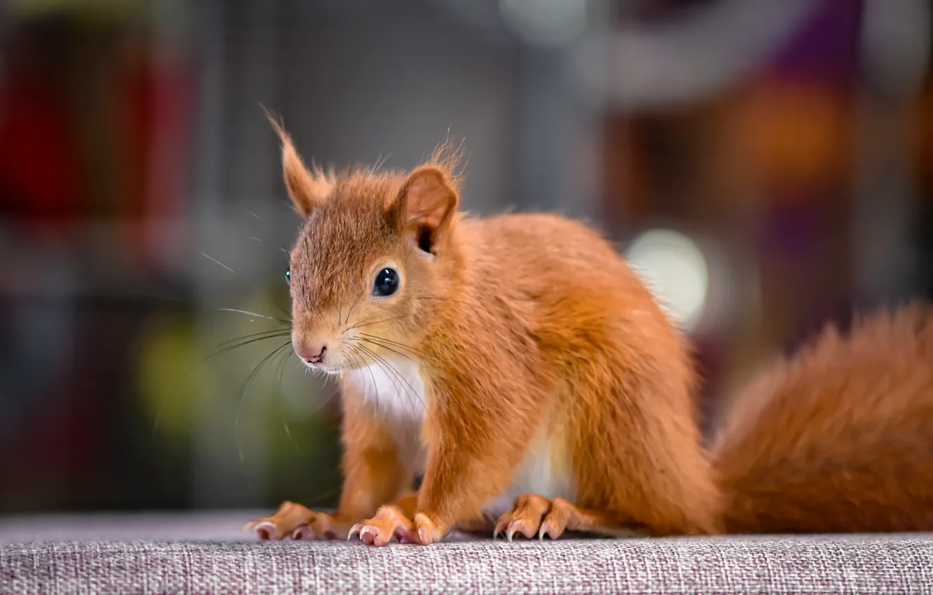 Photo wallpaper animal, protein, bokeh, animal, rodent