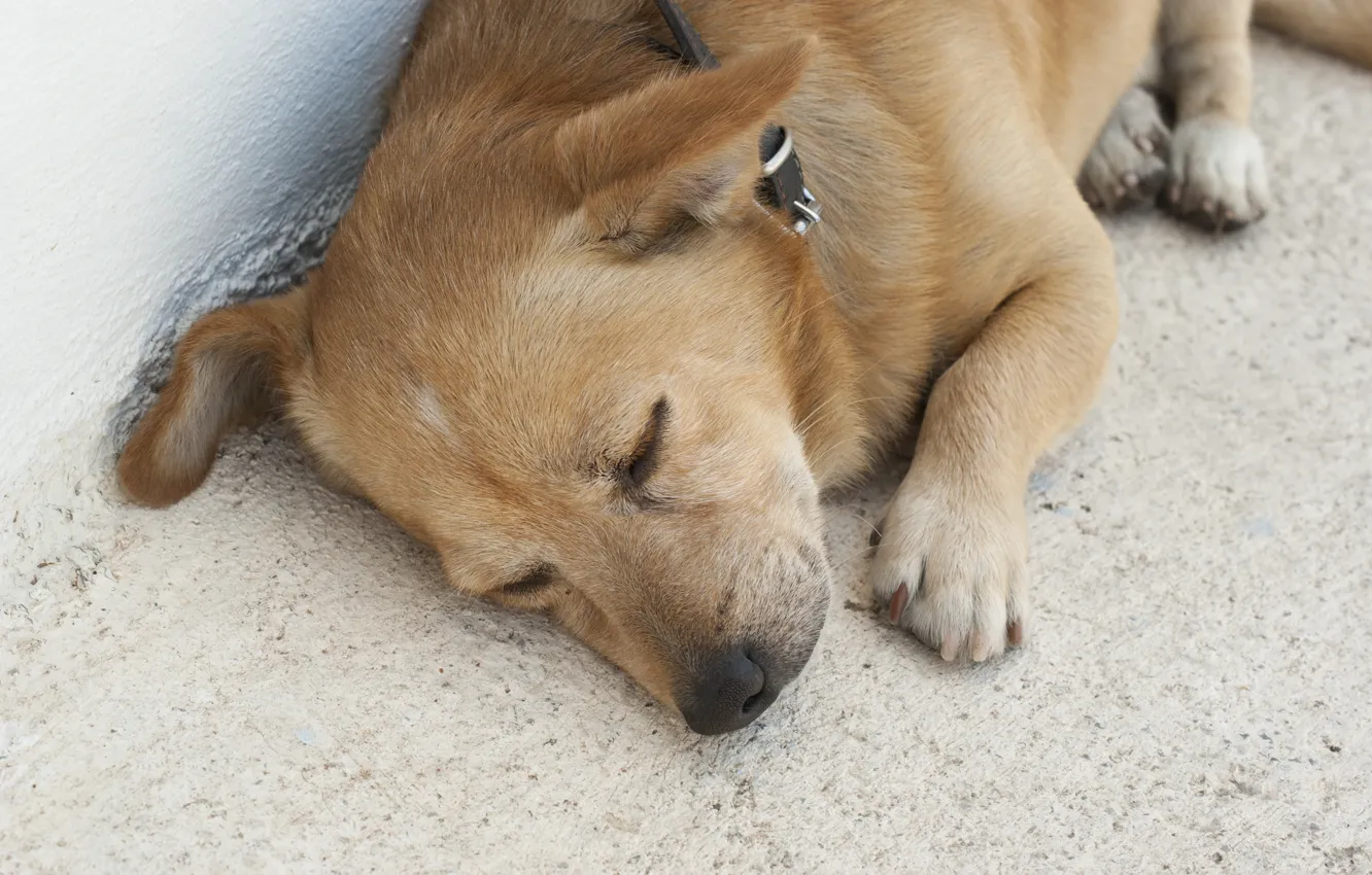 Photo wallpaper animals, dog, Santorini, red, sleeping, cute