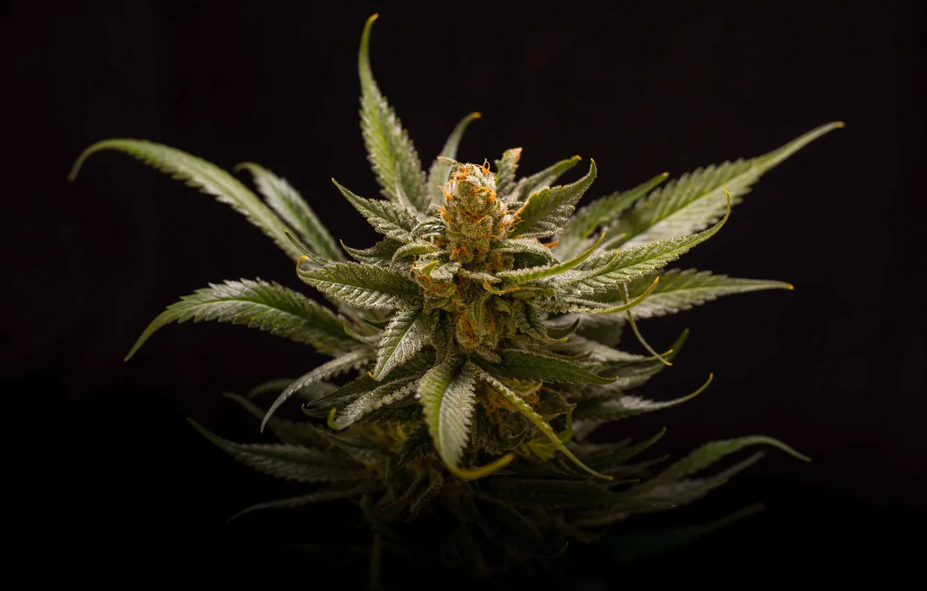 Photo wallpaper africa, alternative, cannabis, bud, addiction, agriculture, culture