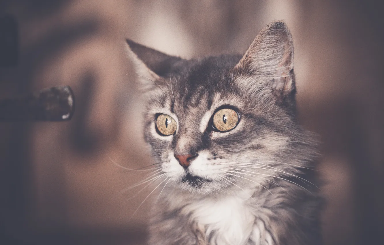 Photo wallpaper eyes, cat, ears, stare