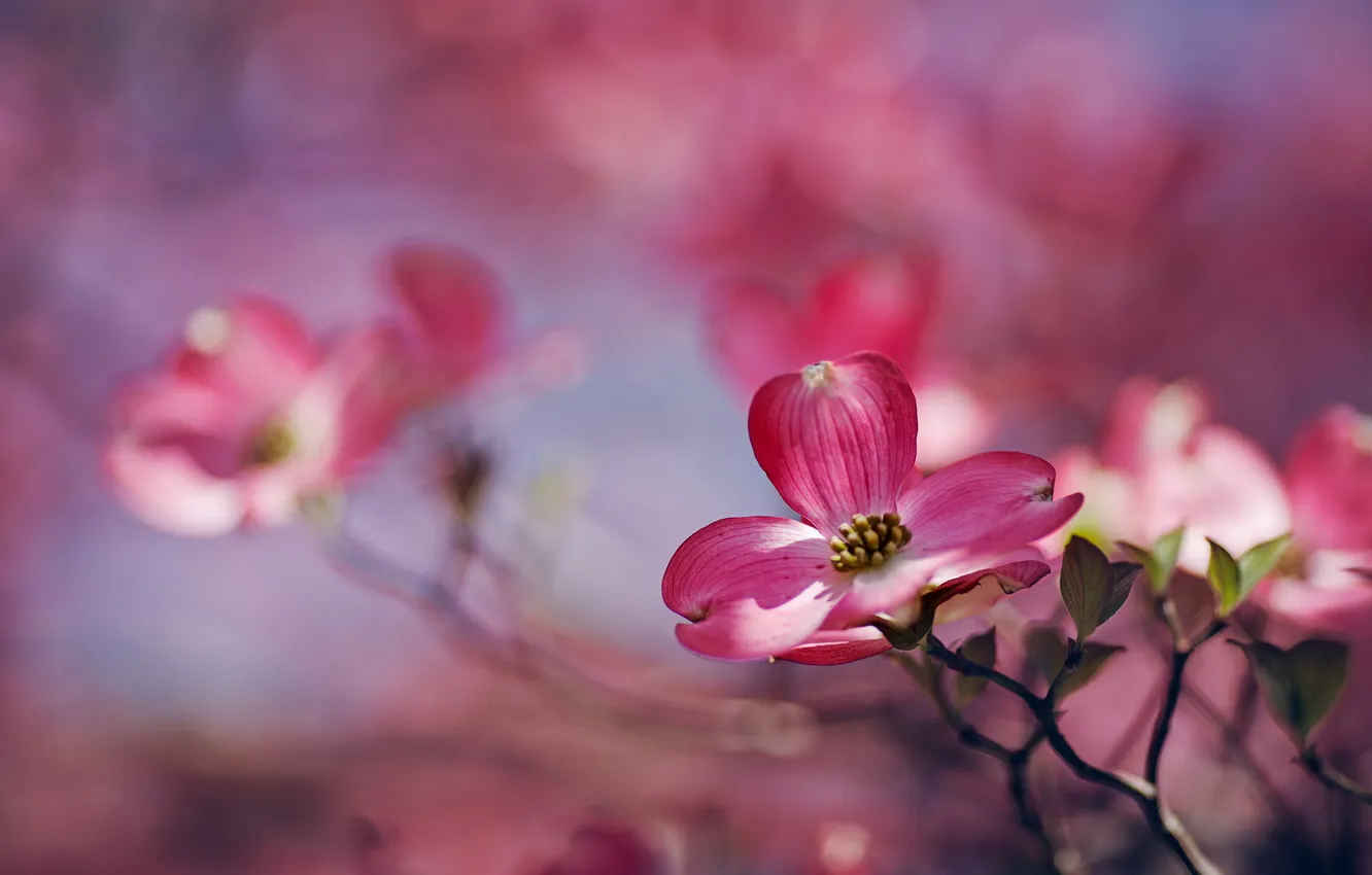 Photo wallpaper macro, flowers, nature